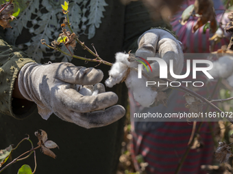 Farmers gather to harvest cotton during the Egyptian cotton harvest season, which runs from September to November with slight differences in...