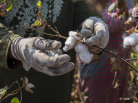 Farmers gather to harvest cotton during the Egyptian cotton harvest season, which runs from September to November with slight differences in...