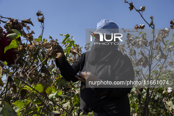 Farmers gather to harvest cotton during the Egyptian cotton harvest season, which runs from September to November with slight differences in...