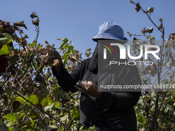 Farmers gather to harvest cotton during the Egyptian cotton harvest season, which runs from September to November with slight differences in...