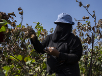 Farmers gather to harvest cotton during the Egyptian cotton harvest season, which runs from September to November with slight differences in...