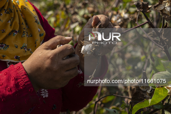 Farmers gather to harvest cotton during the Egyptian cotton harvest season, which runs from September to November with slight differences in...