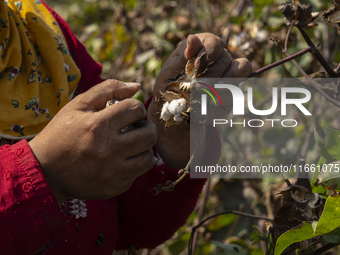 Farmers gather to harvest cotton during the Egyptian cotton harvest season, which runs from September to November with slight differences in...