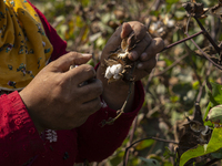 Farmers gather to harvest cotton during the Egyptian cotton harvest season, which runs from September to November with slight differences in...