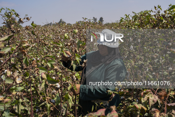 Farmers gather to harvest cotton during the Egyptian cotton harvest season, which runs from September to November with slight differences in...