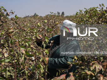 Farmers gather to harvest cotton during the Egyptian cotton harvest season, which runs from September to November with slight differences in...