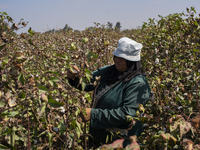 Farmers gather to harvest cotton during the Egyptian cotton harvest season, which runs from September to November with slight differences in...