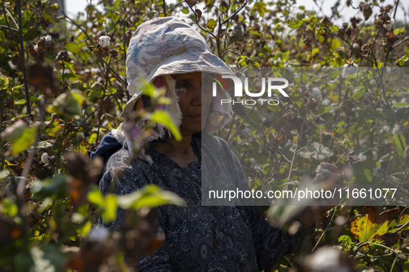 Farmers gather to harvest cotton during the Egyptian cotton harvest season, which runs from September to November with slight differences in...