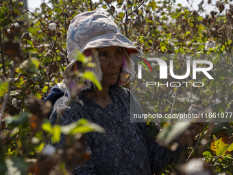 Farmers gather to harvest cotton during the Egyptian cotton harvest season, which runs from September to November with slight differences in...