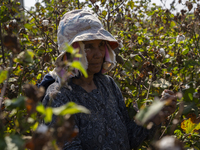 Farmers gather to harvest cotton during the Egyptian cotton harvest season, which runs from September to November with slight differences in...