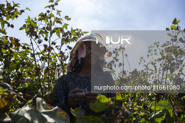 Farmers gather to harvest cotton during the Egyptian cotton harvest season, which runs from September to November with slight differences in...