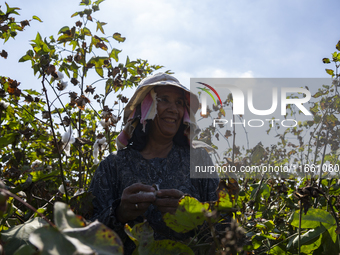 Farmers gather to harvest cotton during the Egyptian cotton harvest season, which runs from September to November with slight differences in...