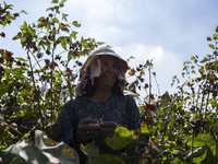 Farmers gather to harvest cotton during the Egyptian cotton harvest season, which runs from September to November with slight differences in...