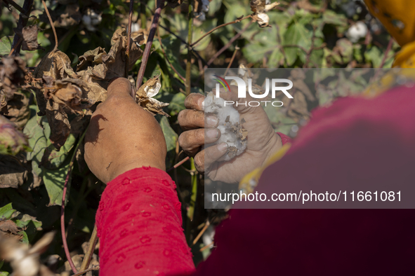 Farmers gather to harvest cotton during the Egyptian cotton harvest season, which runs from September to November with slight differences in...