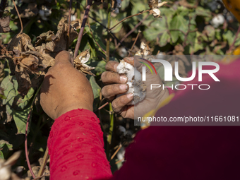 Farmers gather to harvest cotton during the Egyptian cotton harvest season, which runs from September to November with slight differences in...