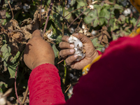 Farmers gather to harvest cotton during the Egyptian cotton harvest season, which runs from September to November with slight differences in...