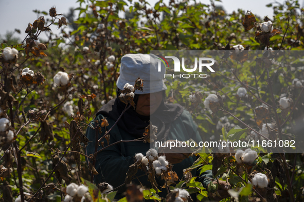 Farmers gather to harvest cotton during the Egyptian cotton harvest season, which runs from September to November with slight differences in...