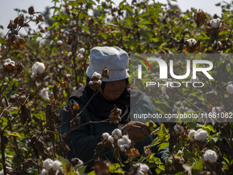 Farmers gather to harvest cotton during the Egyptian cotton harvest season, which runs from September to November with slight differences in...