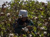 Farmers gather to harvest cotton during the Egyptian cotton harvest season, which runs from September to November with slight differences in...