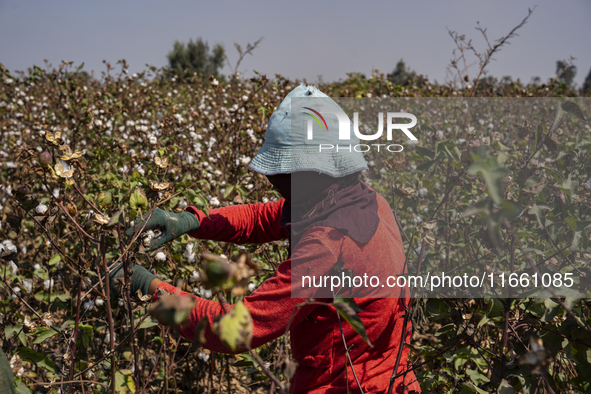 Farmers gather to harvest cotton during the Egyptian cotton harvest season, which runs from September to November with slight differences in...