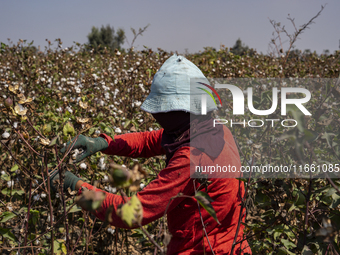 Farmers gather to harvest cotton during the Egyptian cotton harvest season, which runs from September to November with slight differences in...