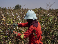 Farmers gather to harvest cotton during the Egyptian cotton harvest season, which runs from September to November with slight differences in...