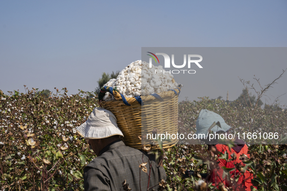 Farmers gather to harvest cotton during the Egyptian cotton harvest season, which runs from September to November with slight differences in...