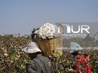 Farmers gather to harvest cotton during the Egyptian cotton harvest season, which runs from September to November with slight differences in...