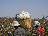 Farmers gather to harvest cotton during the Egyptian cotton harvest season, which runs from September to November with slight differences in...