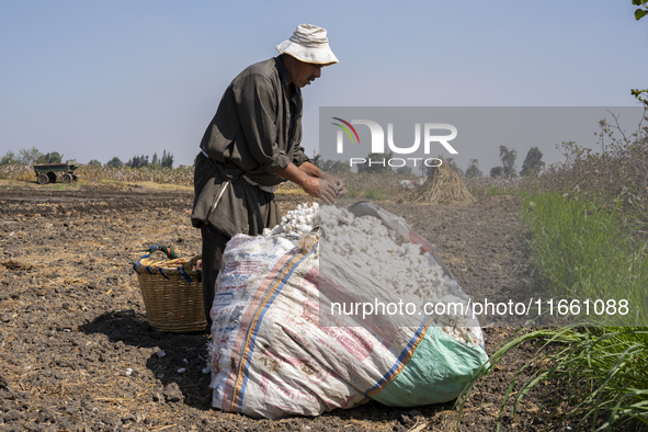 Farmers gather to harvest cotton during the Egyptian cotton harvest season, which runs from September to November with slight differences in...