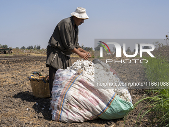 Farmers gather to harvest cotton during the Egyptian cotton harvest season, which runs from September to November with slight differences in...