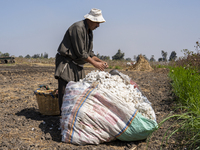 Farmers gather to harvest cotton during the Egyptian cotton harvest season, which runs from September to November with slight differences in...