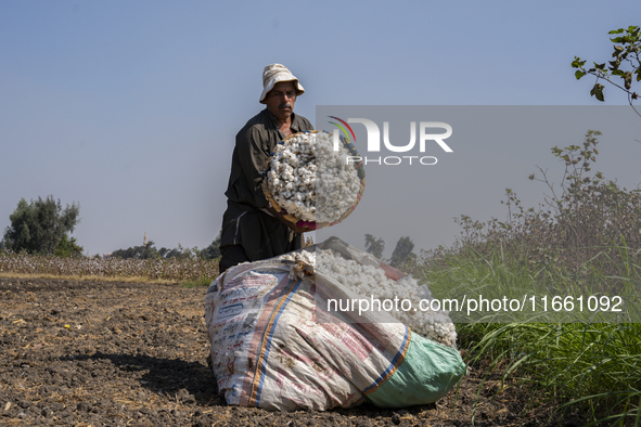 Farmers gather to harvest cotton during the Egyptian cotton harvest season, which runs from September to November with slight differences in...