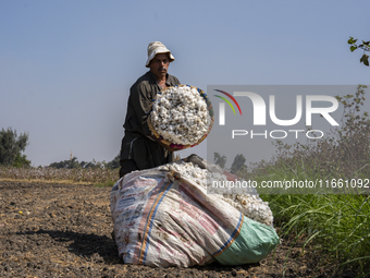 Farmers gather to harvest cotton during the Egyptian cotton harvest season, which runs from September to November with slight differences in...