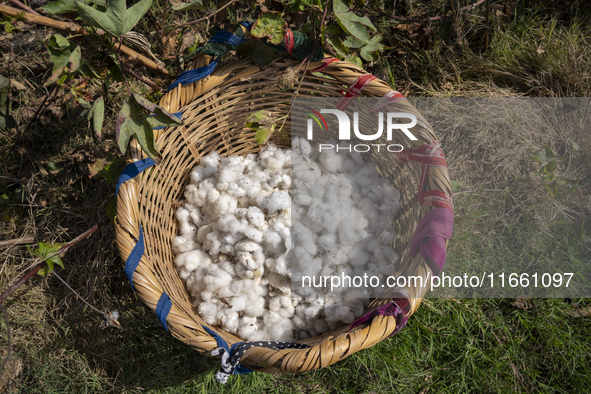 Farmers gather to harvest cotton during the Egyptian cotton harvest season, which runs from September to November with slight differences in...