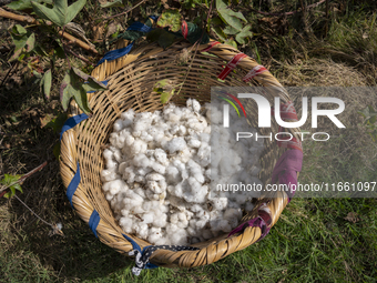 Farmers gather to harvest cotton during the Egyptian cotton harvest season, which runs from September to November with slight differences in...