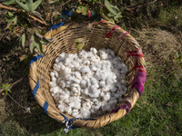 Farmers gather to harvest cotton during the Egyptian cotton harvest season, which runs from September to November with slight differences in...