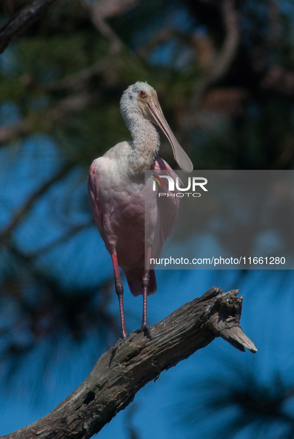 The roseate spoonbill's pink color derives from its diet. Its diet consists of the carotenoid pigment in shellfish, similar to the American...