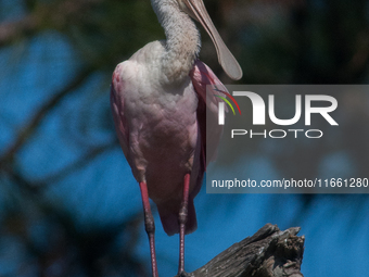 The roseate spoonbill's pink color derives from its diet. Its diet consists of the carotenoid pigment in shellfish, similar to the American...