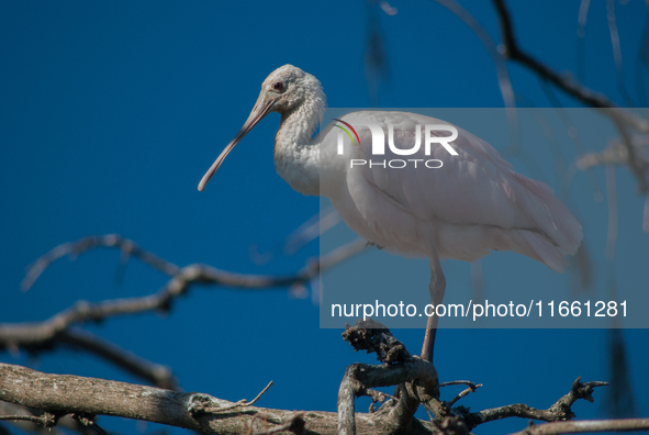 The roseate spoonbill's pink color derives from its diet. Its diet consists of the carotenoid pigment in shellfish, similar to the American...