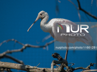 The roseate spoonbill's pink color derives from its diet. Its diet consists of the carotenoid pigment in shellfish, similar to the American...