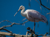 The roseate spoonbill's pink color derives from its diet. Its diet consists of the carotenoid pigment in shellfish, similar to the American...