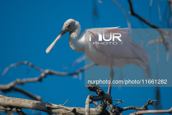 The roseate spoonbill's pink color derives from its diet. Its diet consists of the carotenoid pigment in shellfish, similar to the American...