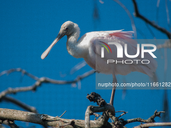 The roseate spoonbill's pink color derives from its diet. Its diet consists of the carotenoid pigment in shellfish, similar to the American...