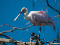 The roseate spoonbill's pink color derives from its diet. Its diet consists of the carotenoid pigment in shellfish, similar to the American...