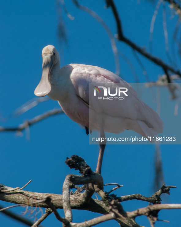 The roseate spoonbill's pink color derives from its diet. Its diet consists of the carotenoid pigment in shellfish, similar to the American...