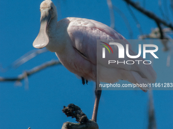 The roseate spoonbill's pink color derives from its diet. Its diet consists of the carotenoid pigment in shellfish, similar to the American...