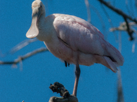 The roseate spoonbill's pink color derives from its diet. Its diet consists of the carotenoid pigment in shellfish, similar to the American...