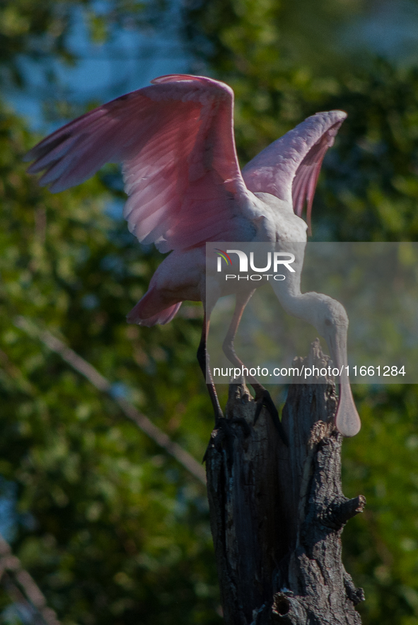 The roseate spoonbill's pink color derives from its diet. Its diet consists of the carotenoid pigment in shellfish, similar to the American...