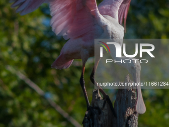 The roseate spoonbill's pink color derives from its diet. Its diet consists of the carotenoid pigment in shellfish, similar to the American...